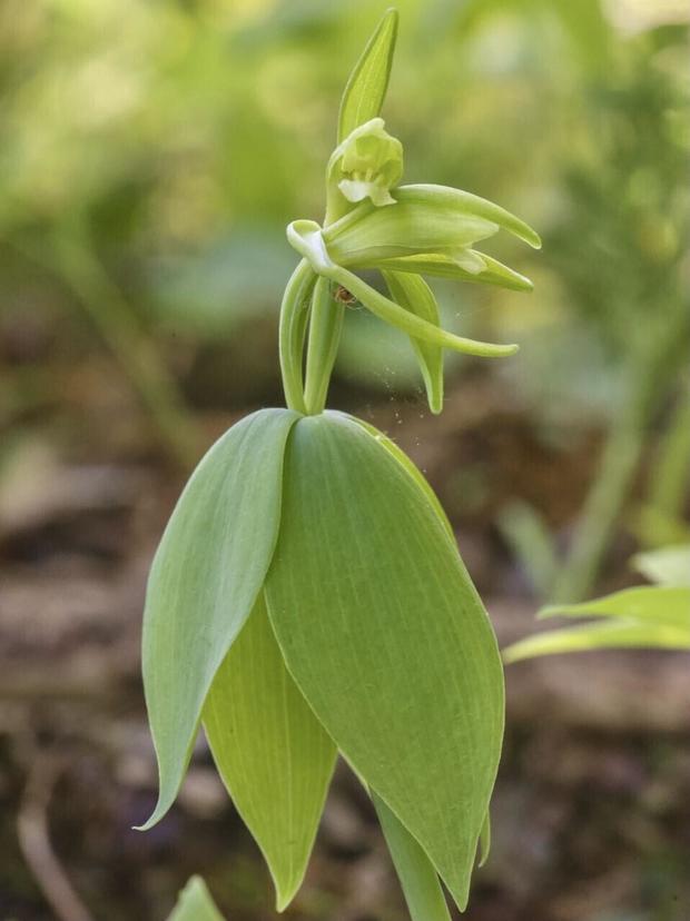 A threatened species of orchid called small whorled pogonia is pictured blooming on Vermont conservation land 