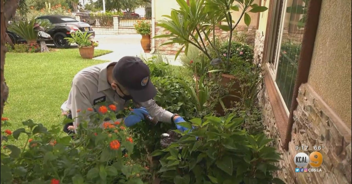 Officials discover the year's first cases of West Nile virus from dead crows in North Hills - Vimarsana News