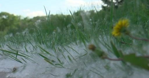 How To Safety Get Rid Of Cottonwood Litter CBS Minnesota