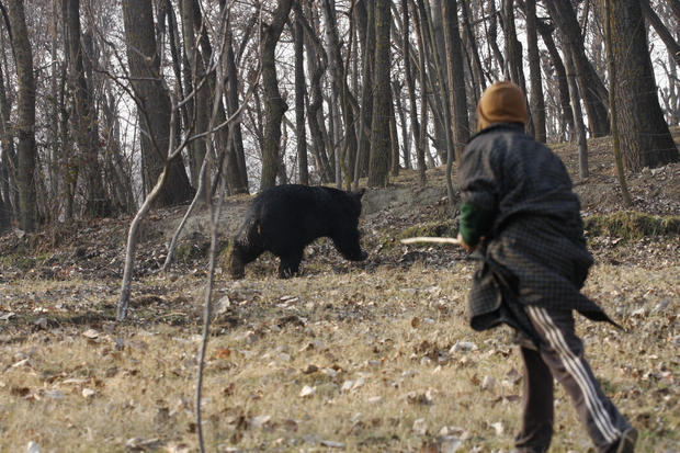 Wild Bear Attack In Srinagar 