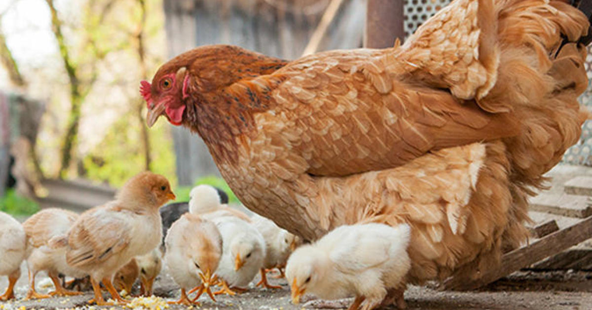 Feds probe multi-state salmonella outbreaks linked to backyard poultry