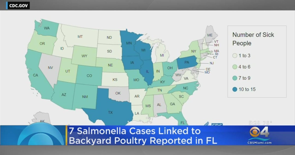 7 salmonella cases linked to backyard opoultry reported in FL - CBS Miami