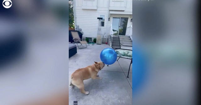Ecstatic bulldog bounces around new toy ball thumbnail
