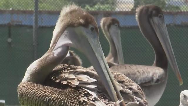 Sick California brown pelicans 