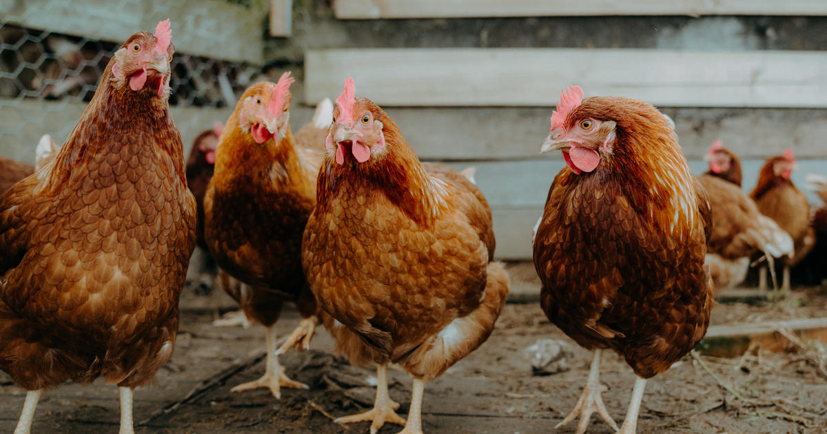 No, sabotaged chicken feed isn't making backyard hens stop laying