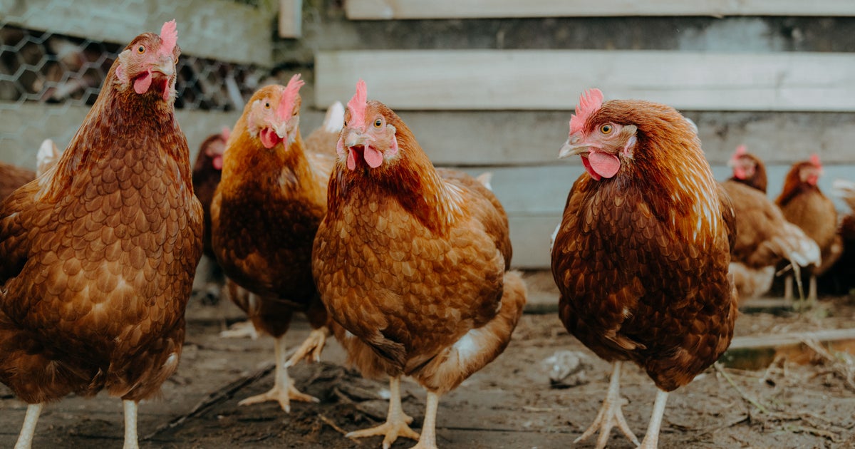 How Much Should I Feed My Chickens? — Chickens in a Minute Video - Backyard  Poultry