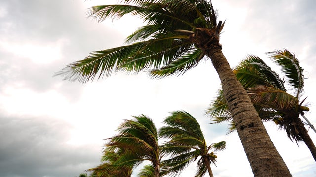 Palm tree at the hurricane 