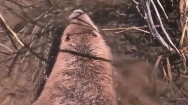 cpw beaver release_rholdman_frame_782 copy