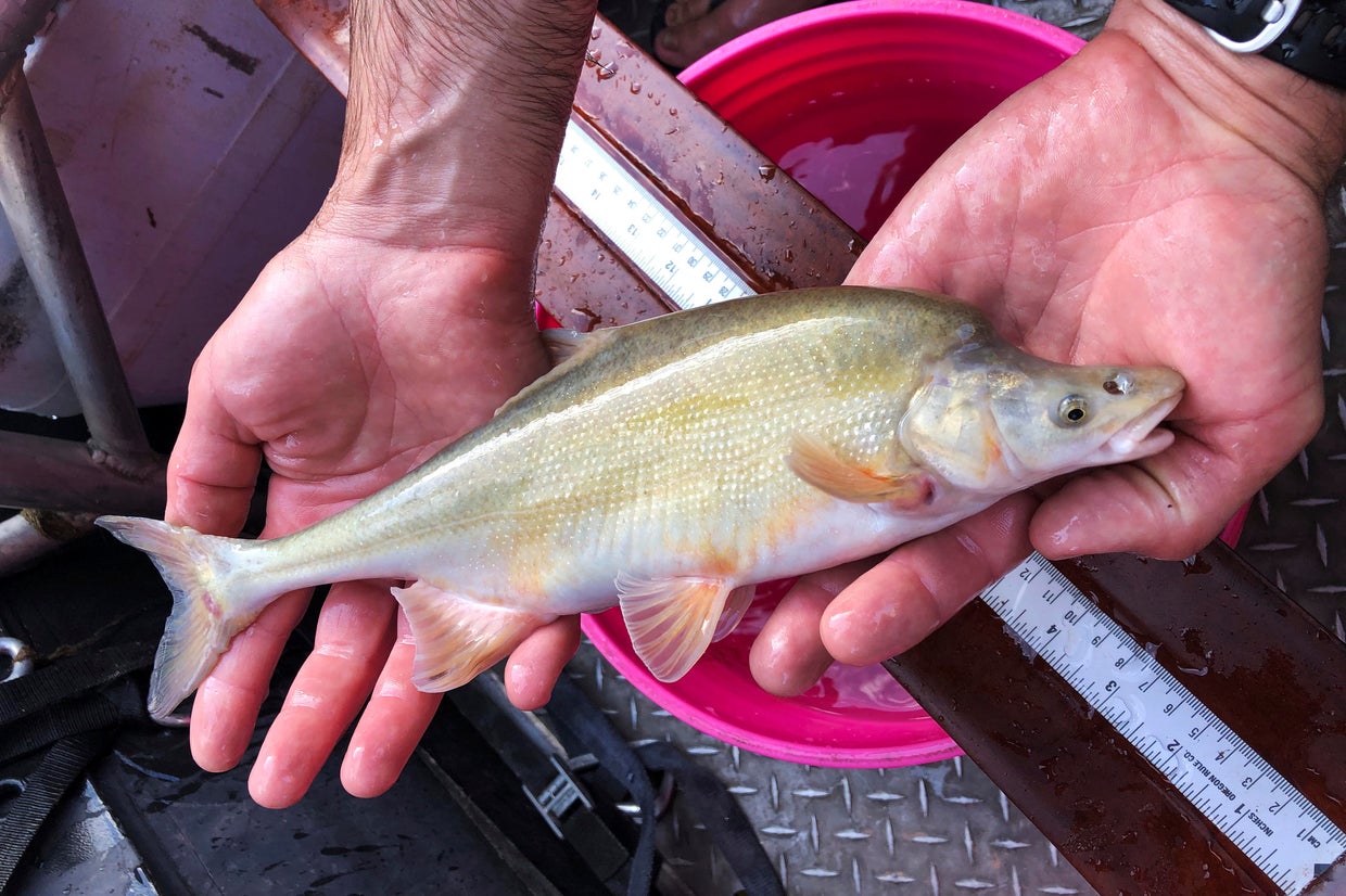 As the Colorado River fades, biologists are racing to save ancient fish ...