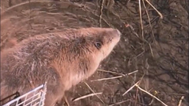 cpw beaver release_rholdman_frame_676 copy