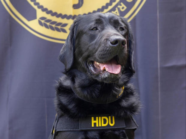 This May 2022 handout photo released by Operation Underground Railroad shows Hidu, an electronics detection dog trained to sniff out a certain chemical used in the manufacture of small memory devices like flash drives, in Indianapolis, Indiana. 