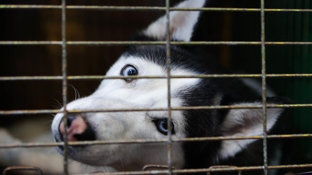Crufts 2022 - Day One 