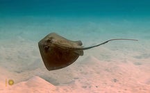 Extended Nature Video: Stingrays 