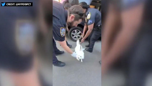 NYPD officers rescue a dog left in a hot car on June 17, 2022. 