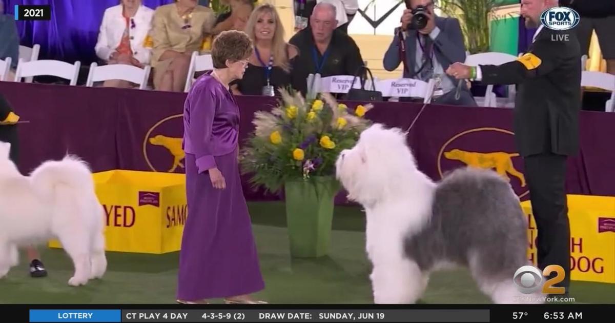 Westminster Dog Show in full swing CBS New York