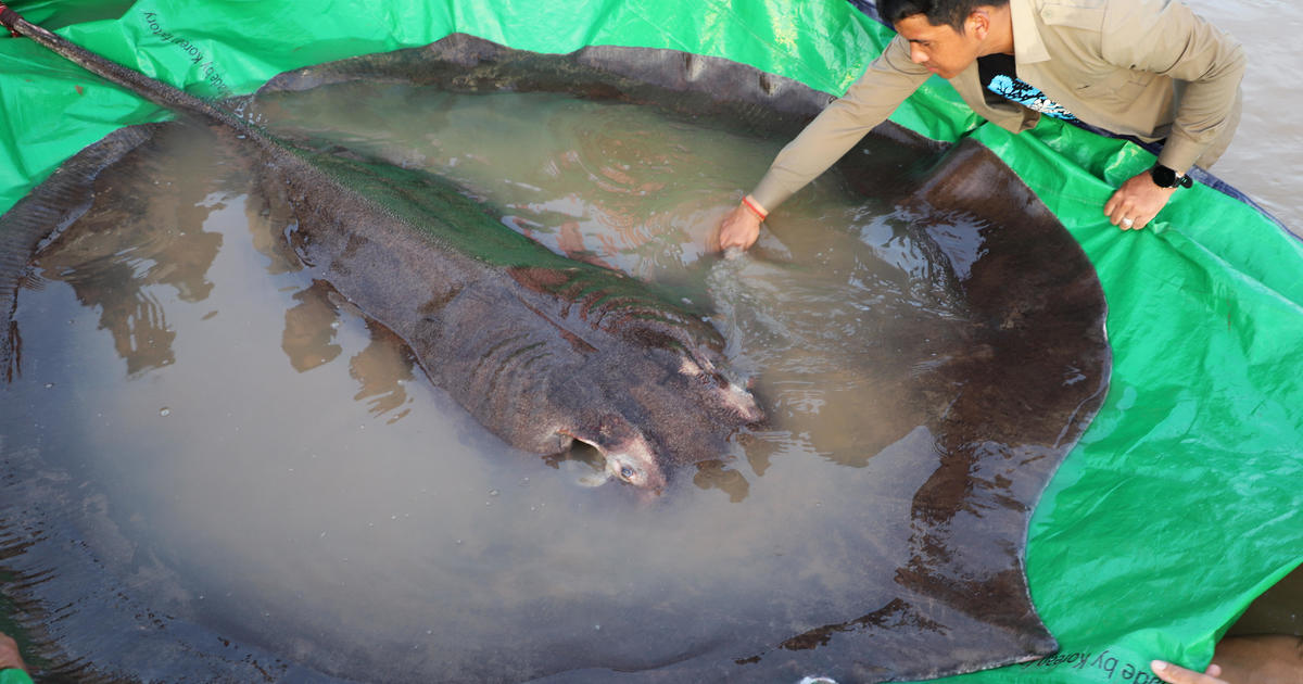 Man reels in 660-pound stingray, the world's largest recorded freshwater fish: "It is hard to comprehend"