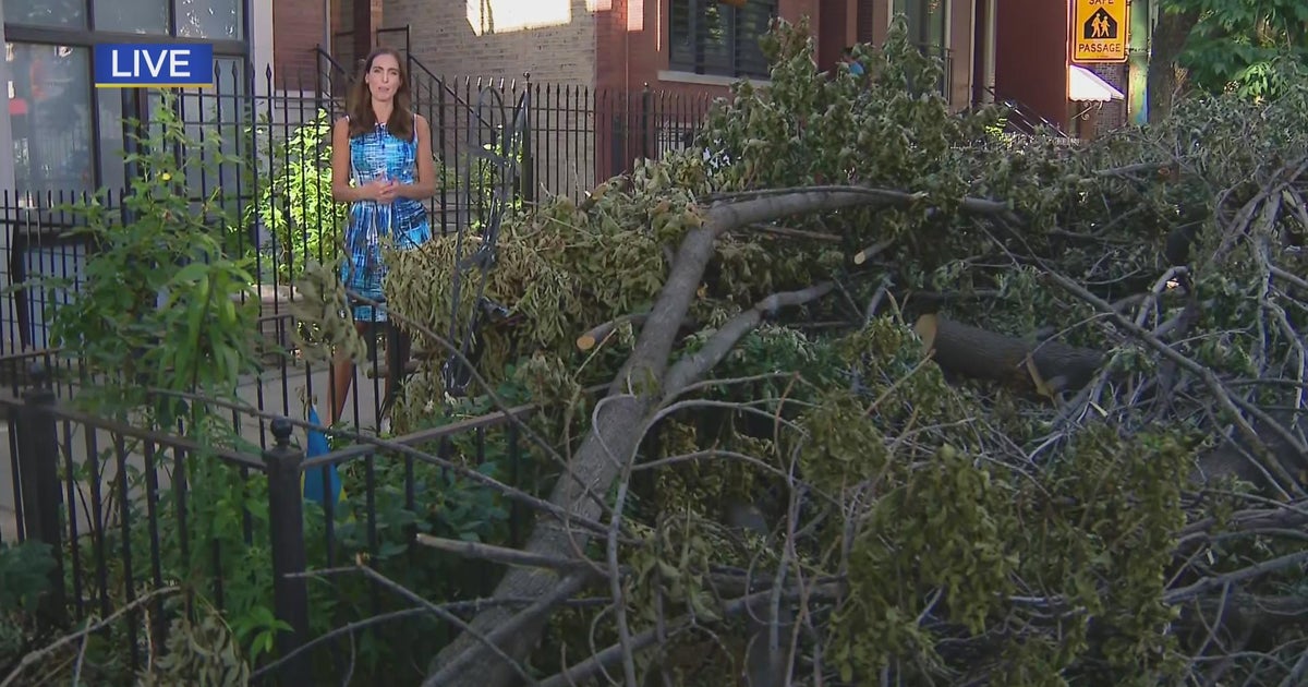 Tree debris still strewn about Ukrainian Village a week after storm ...