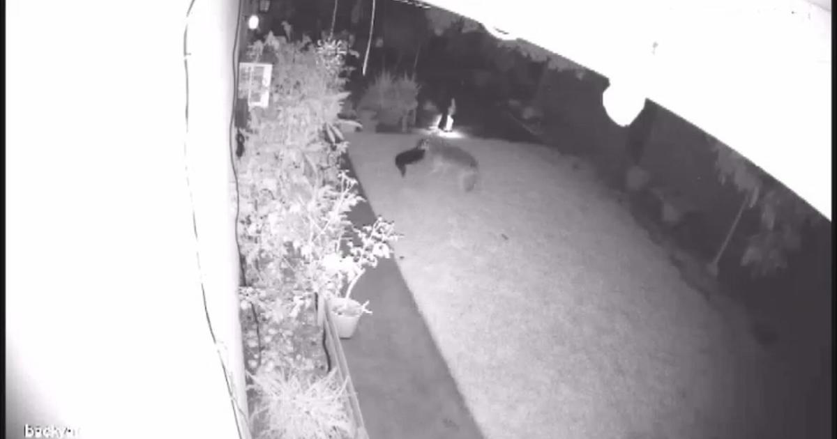 Coyote jumps backyard fence, attacks dog in Huntington Beach