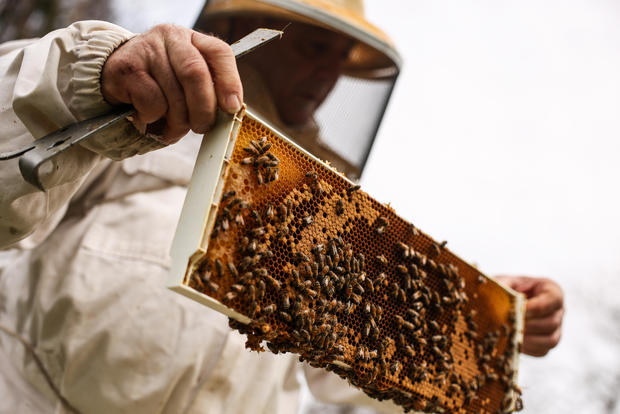 A Beekeeper Checks on His Bees on Long Island 