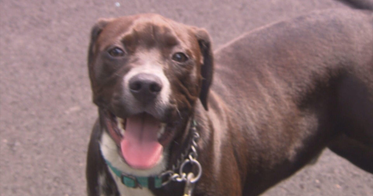 It Happens Here: Douglas non-profit shelter places unwanted dogs into loving homes - Vimarsana News