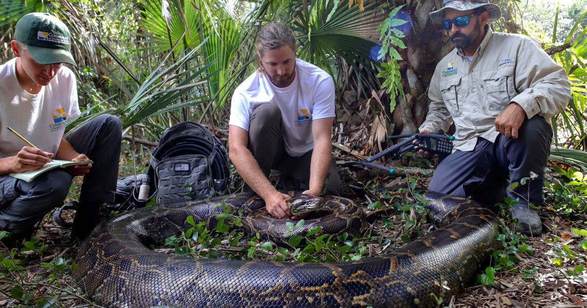 Florida team hauls in 18-foot, 215-pound Burmese python - Vimarsana News