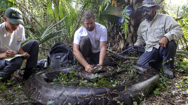 Record-Breaking Python-Florida 