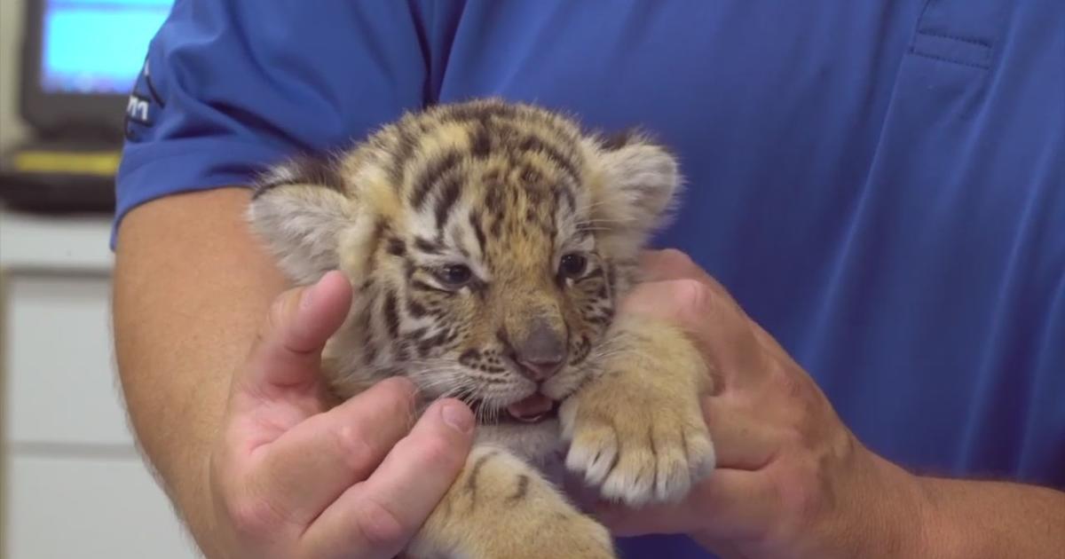 Six Flags Wild Safari announces birth of 5 Siberian tiger cubs 