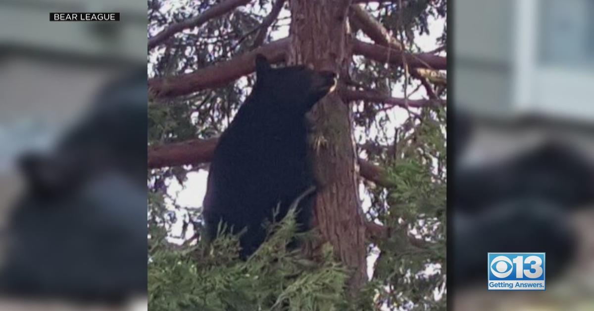 'Many Lessons Here To Be Learned': Bear Euthanized After Encounter With ...