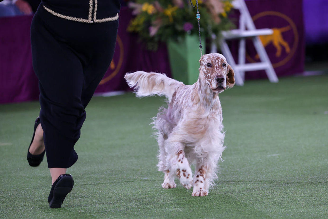 Belle, English Setter from Pine Island, wins Westminster's sporting