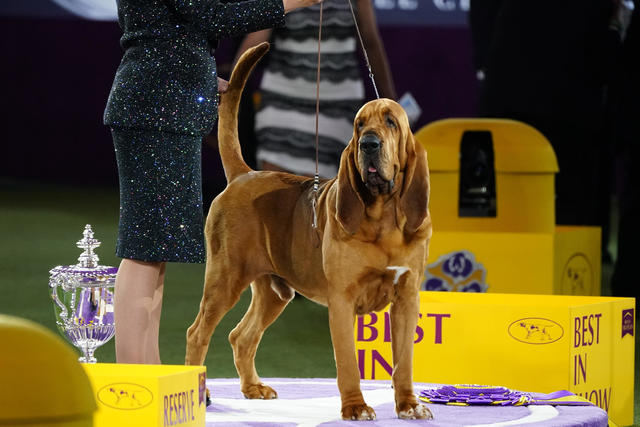 Who Wore It Better? 8 Dogs Sporting Their Football Finest