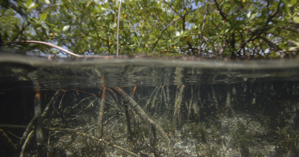 World's largest bacterium found in Caribbean swamp