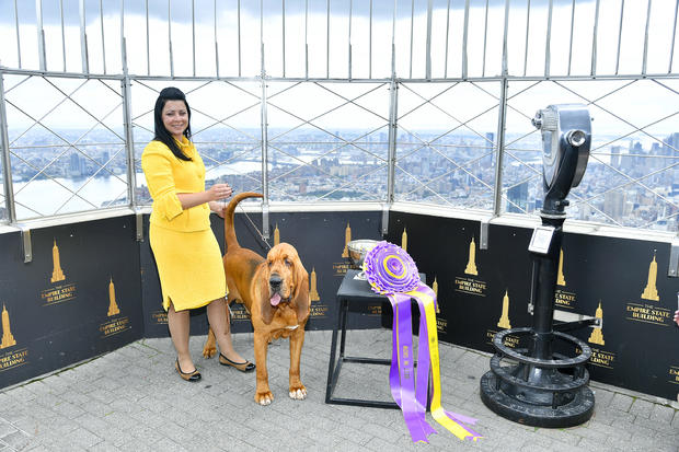 Winner of the Westminster Dog Show Visits the Empire State Building 
