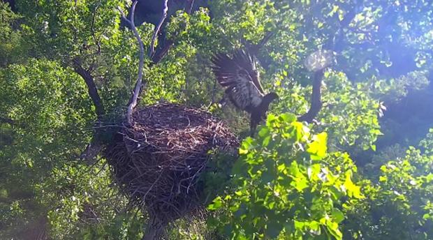 eaglecam-eaglet-takes-first-flight.jpg 