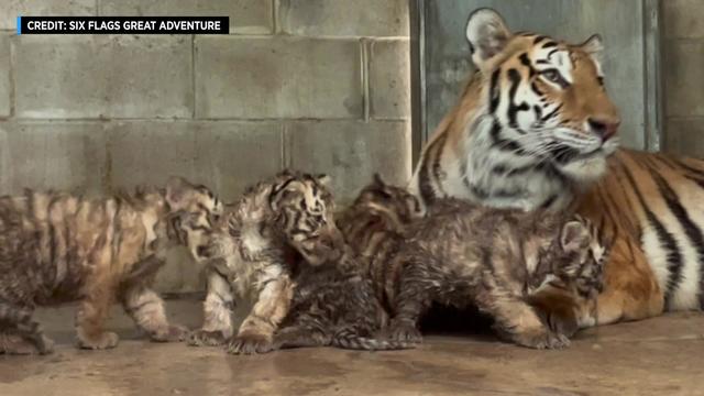 Four tiger cubs and their mom at Six Flags Wild Safari in Jackson, New Jersey 