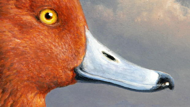 duck-smile-closeup.jpg 