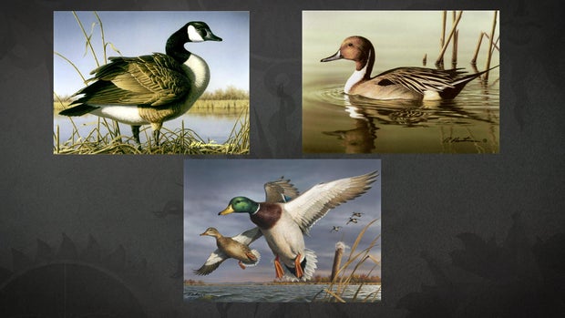 bob-hautman-duck-stamp-3-wins.jpg 