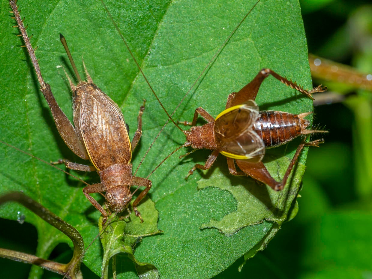 west-seeing-biblical-explosions-of-mormon-crickets-and-grasshoppers