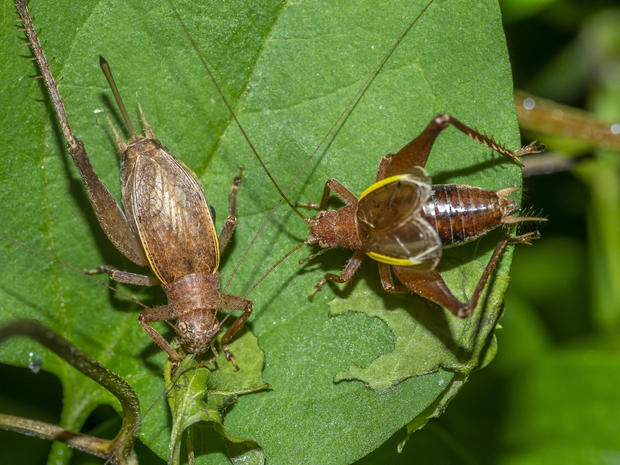 shield-backed katydids 