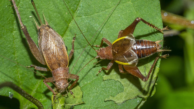 shield-backed katydids 