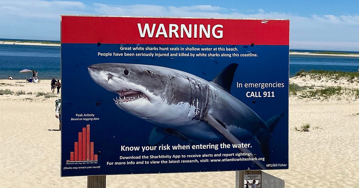 A dozen shark sightings were reported off Cape Cod over the weekend CBS Boston