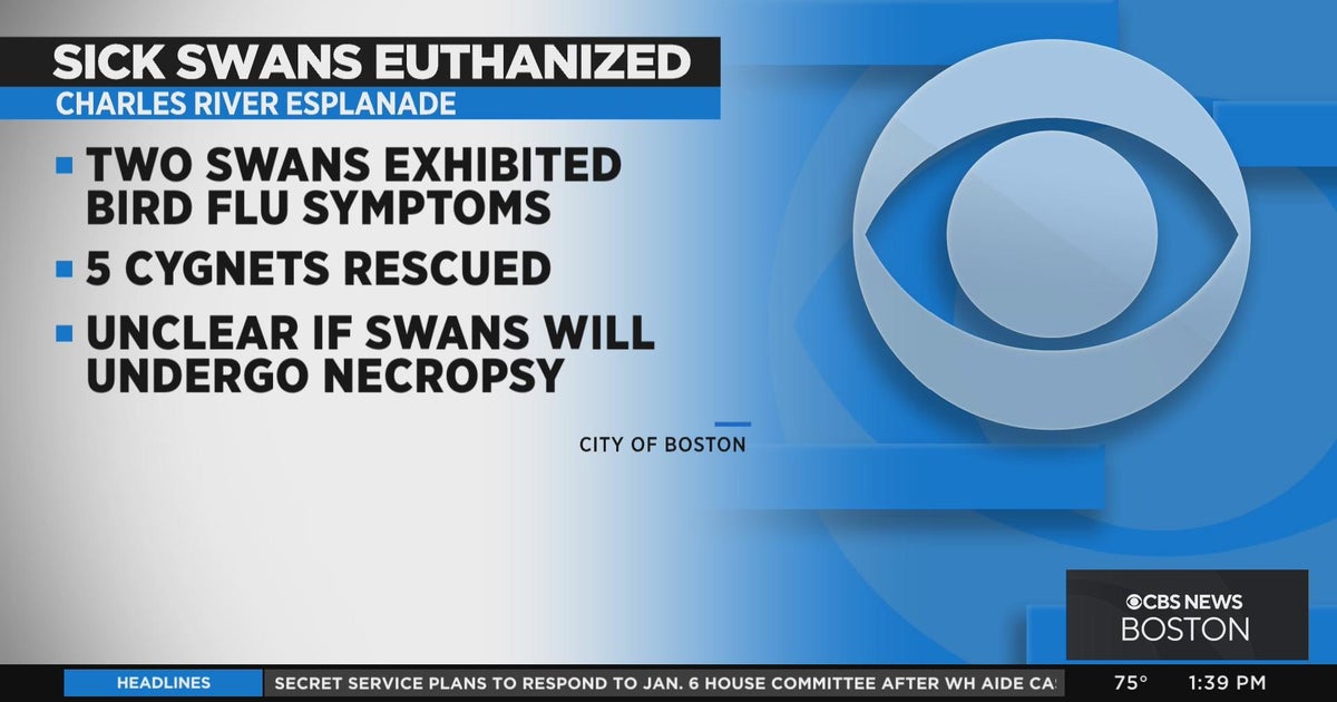 Swans in Boston showing bird flu symptoms euthanized CBS Boston