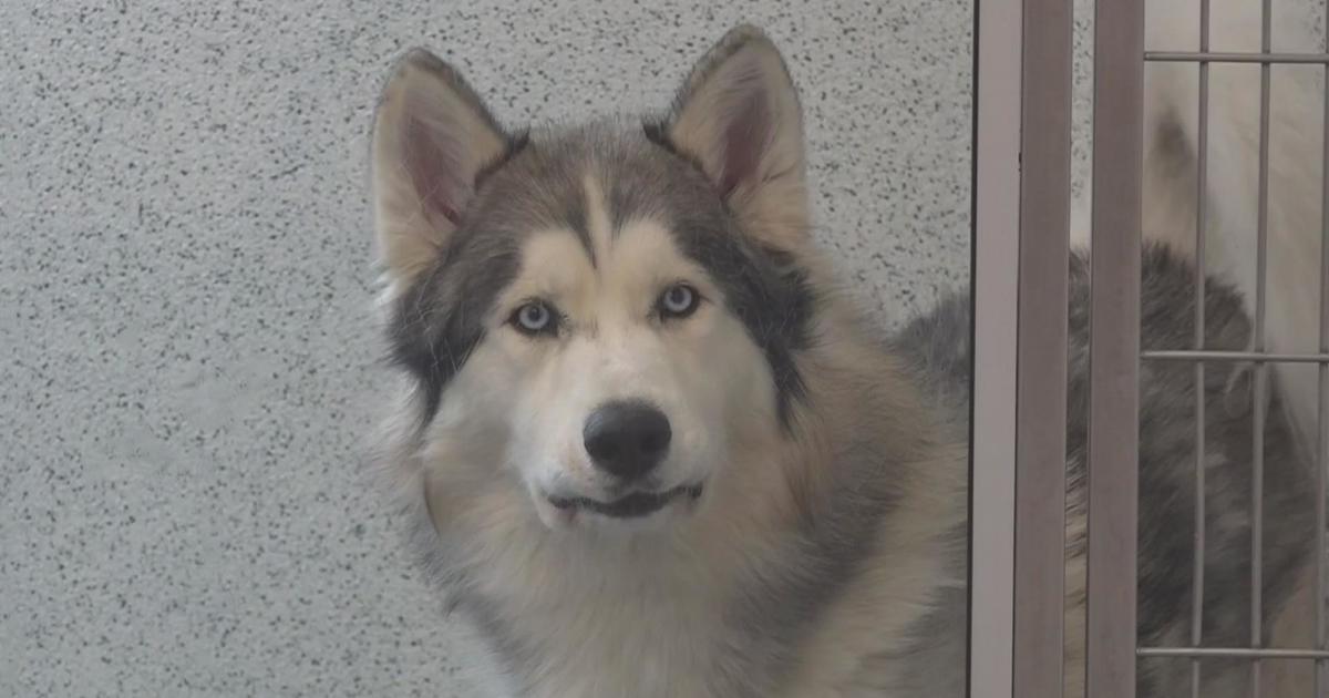 Spike in abandoned Husky dogs at Peninsula shelter likely due to 'Game of Thrones'