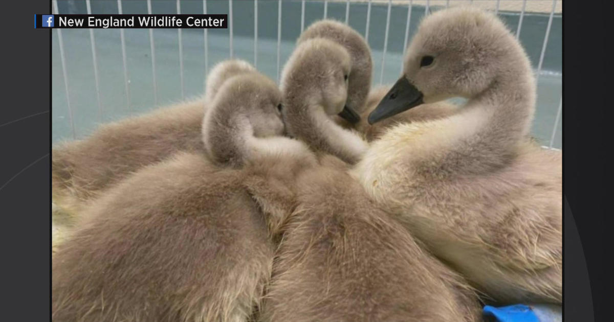 Baby swans rescued from Esplanade 'doing well' after parents with bird flu symptoms euthanized