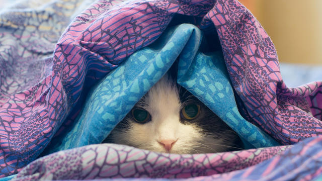 Photo of a cat wrapped in a blanket 