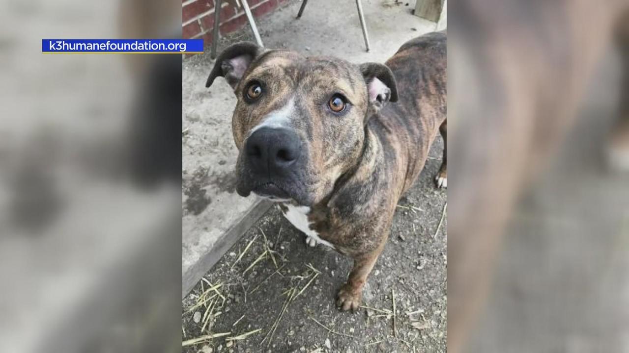 Meet Cindy Lou, a dog in Kankakee who has been waiting 6 years to be  adopted - CBS Chicago