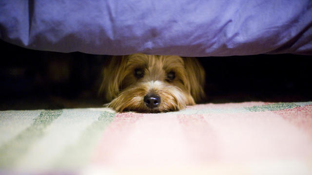 terrier dog hiding under a bed. 
