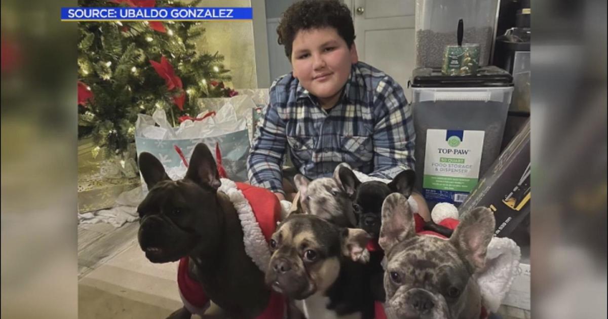 12-year-old devastated after witnessing his French bulldogs stolen