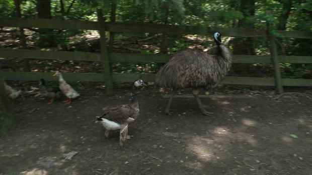 goose-and-emu.jpg 