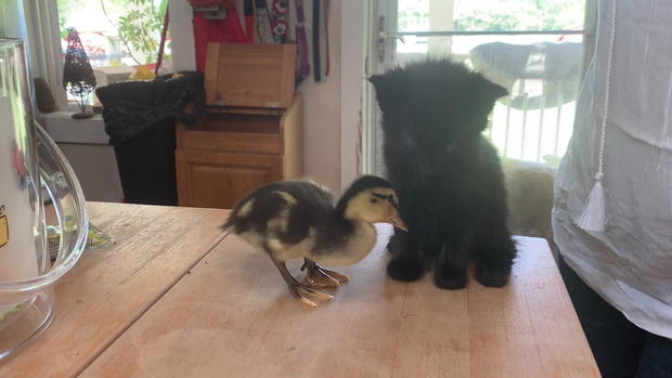 zaleski-house-ducking-and-kitten.jpg 