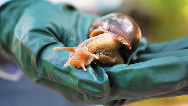 Trail of slime leads customs officials to stash of almost 100 giant snails